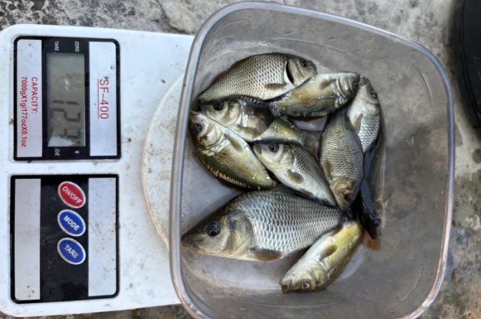 Продается зарибок карпа, толстолоба и белого амура- фото № 5