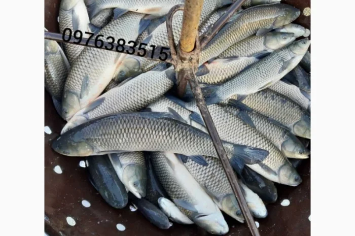 Белый амур, толстолоб, карась, карп, щука, судак в продаже- фото № 1