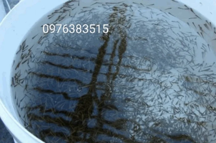 Белый амур, толстолоб, карась, карп, щука, судак в продаже- фото № 2