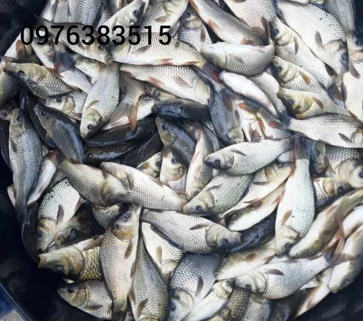 Белый амур, толстолоб, карась, карп, щука, судак в продаже- фото № 3