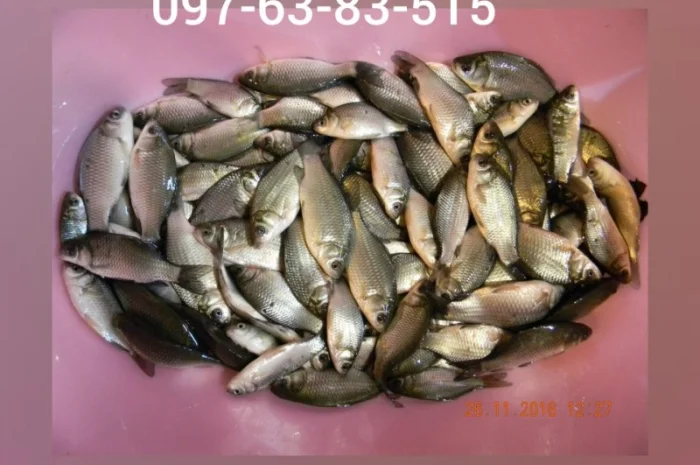 Белый амур, толстолоб, карась, карп, щука, судак в продаже- фото № 4