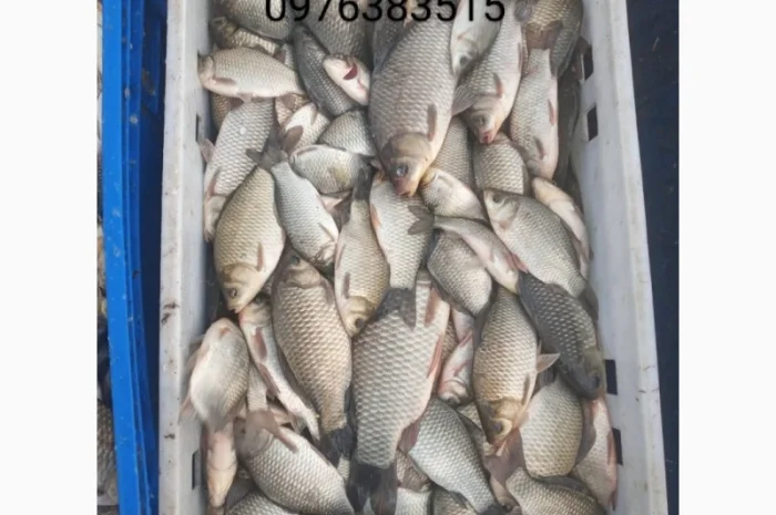 Белый амур, толстолоб, карась, карп, щука, судак в продаже- фото № 5