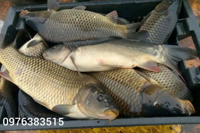 Белый амур, толстолоб, карась, карп, щука, судак в продаже- фото № 7