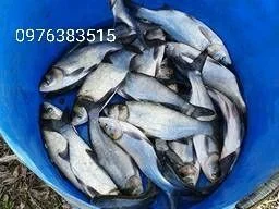 Белый амур, толстолоб, карась, карп, щука, судак в продаже- фото № 8