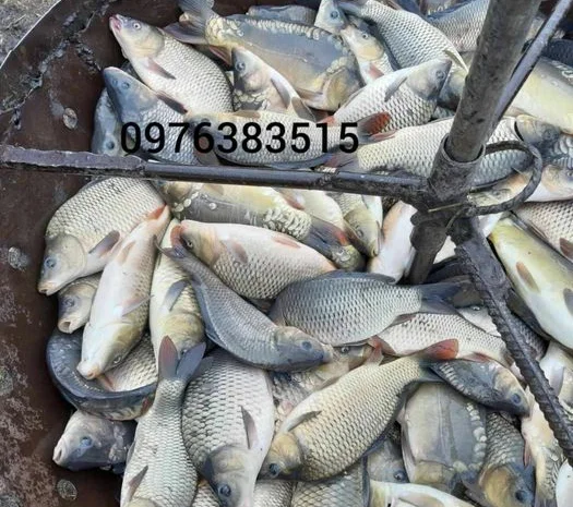 Продажа зарибка судака- фото № 4