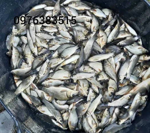 Продажа зарибка судака- фото № 5