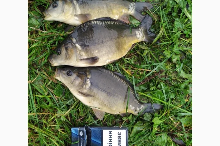 Продажа річняка коропа и білого амура- фото № 1