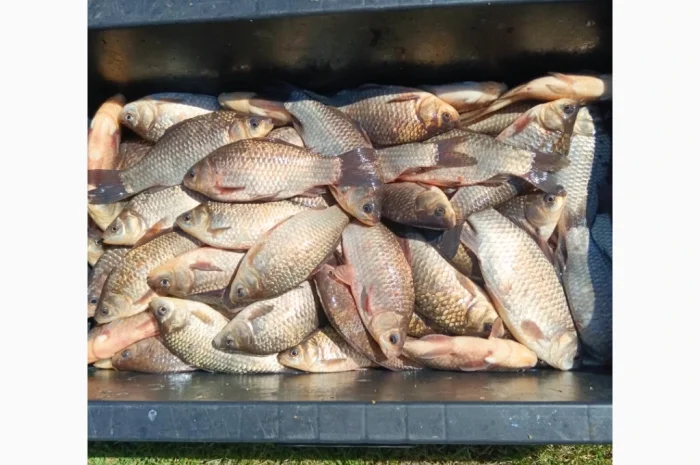 Куплю живую рыбу и раков- фото № 1