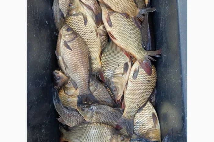 Куплю живую рыбу и раков- фото № 2