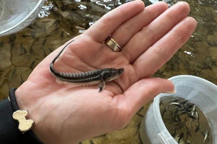 Малек русского осетра на продажу в Киеве- фото № 1