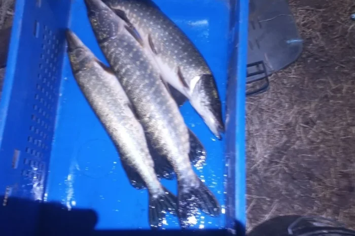 Щука для нереста 1-3 кг в продаже- фото № 1