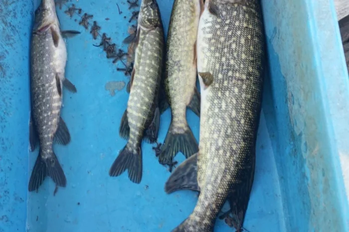 Щука для нереста 1-3 кг в продаже- фото № 2