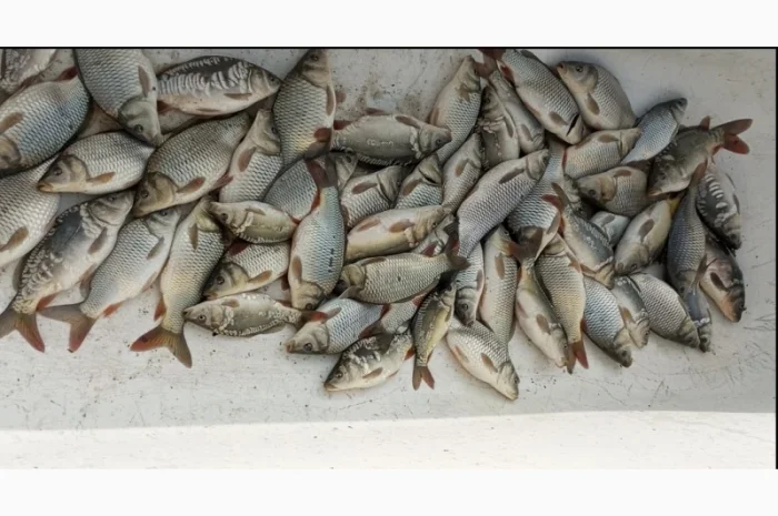 Рыбный зарибок коропа- фото № 1