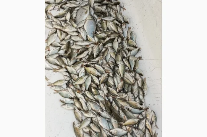 Рыбный зарибок коропа- фото № 2