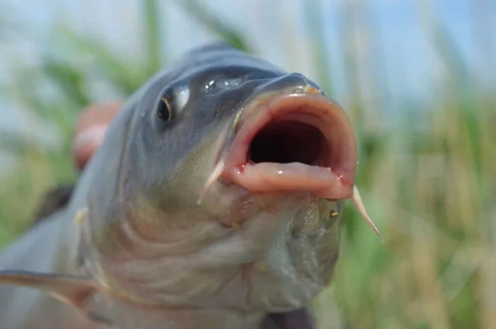 Продаж малька та личинок коропа Сезон 2026- фото № 1