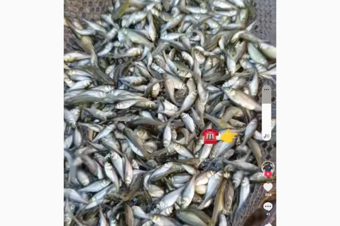 Продается малёк карпа, амура и толстолоба- фото № 1