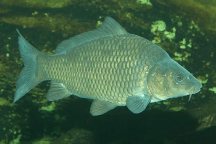Зарыбление водоемов круглый год- фото № 1