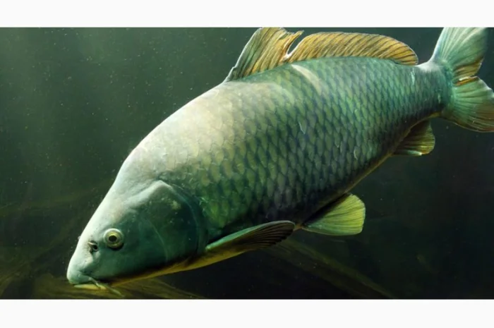 Зарыбление водоемов личинкой карпа и других видов рыб- фото № 1