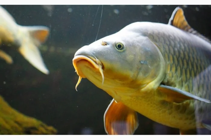 Продается годовик карпа- фото № 1