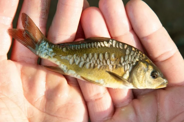 Зариблення водойми у 2025 році- фото № 1