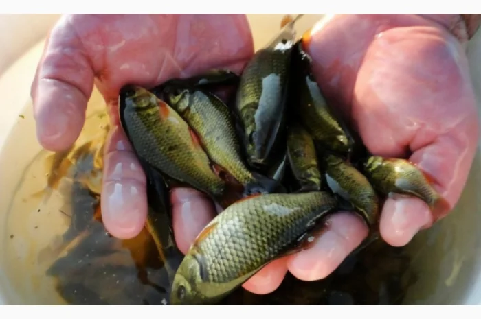 Рибопосадка в квітні та травні- фото № 1