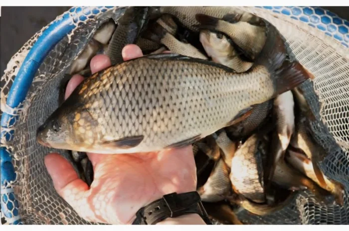 Рыба для зарыбления водоёмов- фото № 1