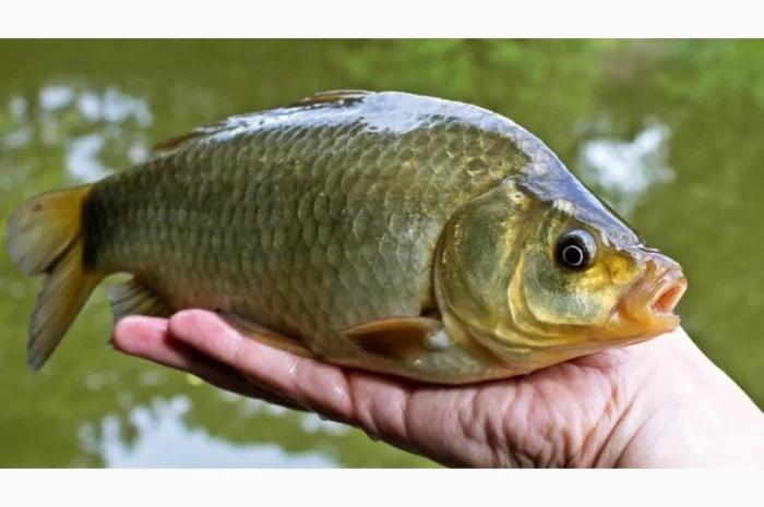 Зарыбление прудов мальком в сентябре- фото № 1