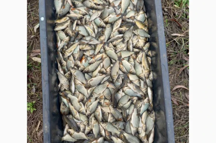 Купую зарибок оптом- фото № 2