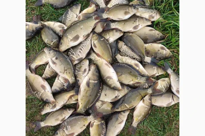 Продажа качественного зарибка- фото № 2