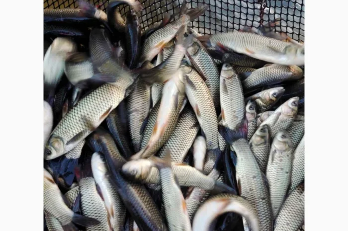 Продажа качественного зарибка- фото № 3