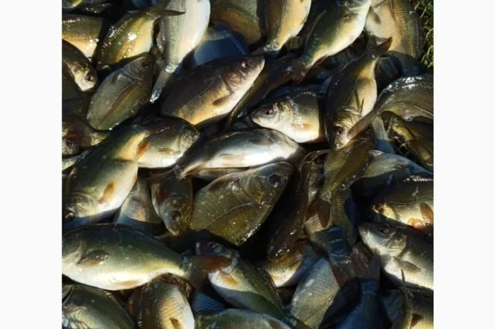 Продажа качественного зарибка- фото № 4