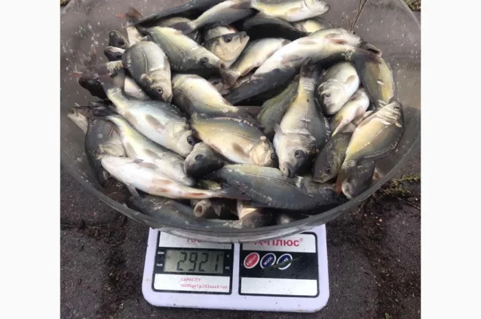 Продажа качественного зарибка- фото № 5