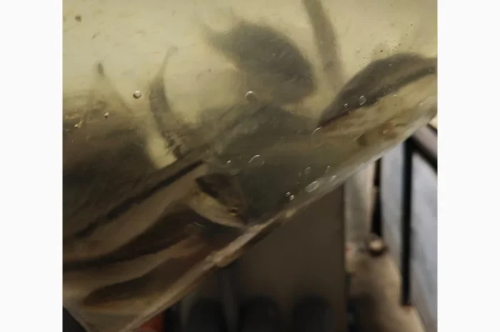 Американский окунь для рыбалки- фото № 1