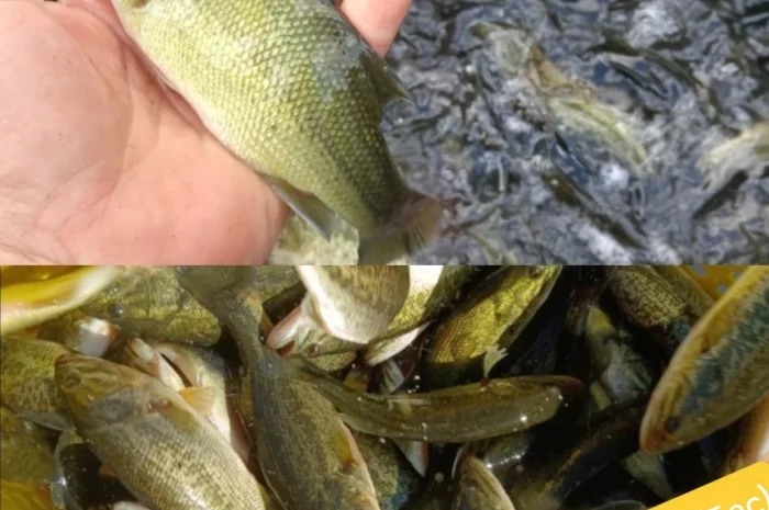 Американский окунь для рыбалки- фото № 3