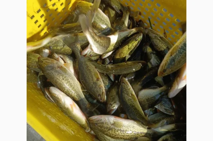 Американский окунь для рыбалки- фото № 4