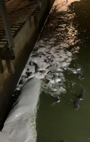 Зарибок коропа в Луцке- фото № 2