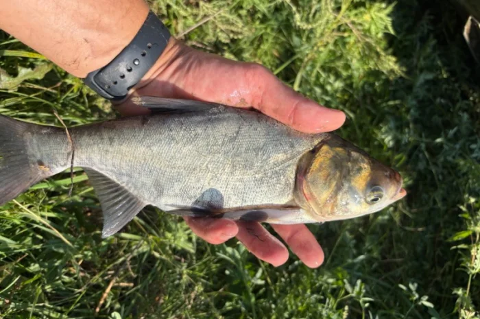 Пропонується зарибок коропа та інших риб- фото № 1