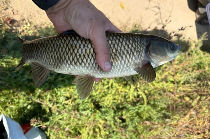 Пропонується зарибок коропа та інших риб- фото № 3