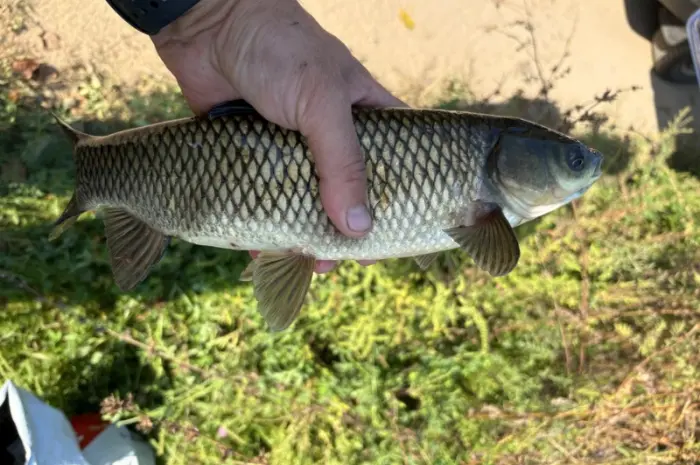 Продам зарибок короп- фото № 3