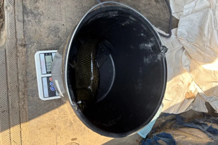 Пропонується зарибок коропа та інших риб- фото № 5