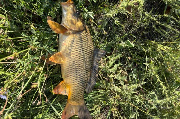 Пропонується зарибок коропа та інших риб- фото № 6