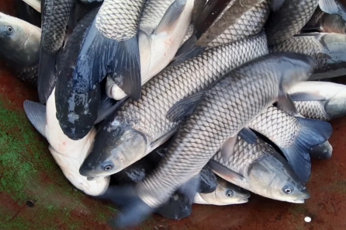 Рыба белый амур и другие виды в продаже- фото № 2