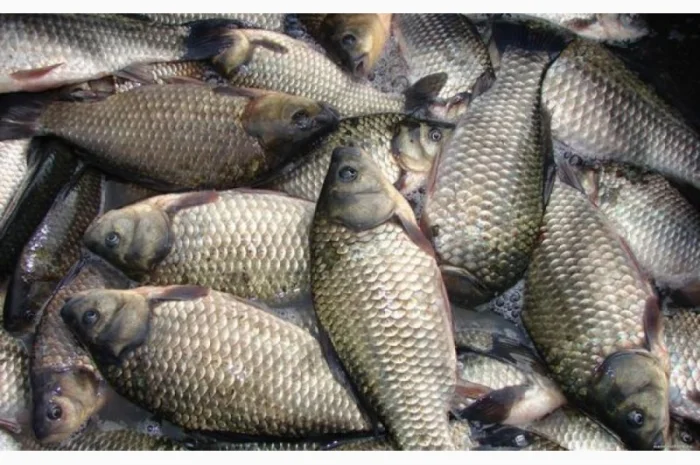 Рыба белый амур и другие виды в продаже- фото № 3