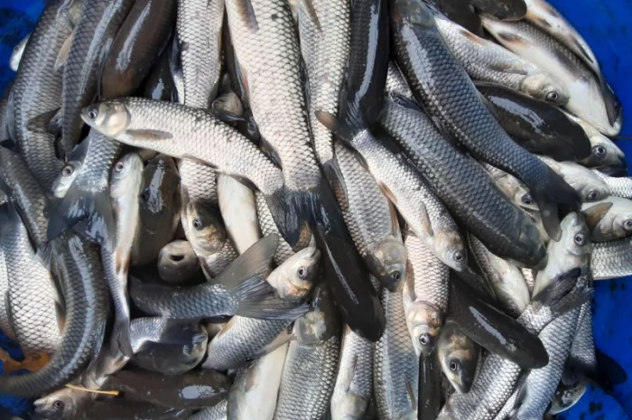 Рыба белый амур и другие виды в продаже- фото № 4