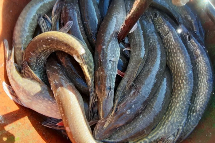 Рыба белый амур и другие виды в продаже- фото № 5