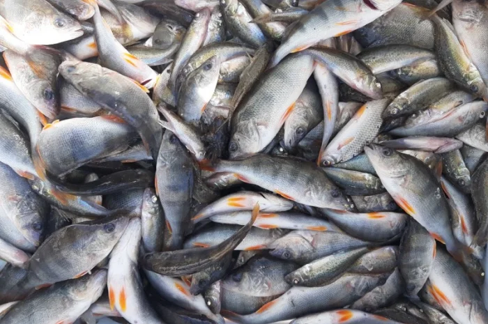 Рыба белый амур и другие виды в продаже- фото № 6