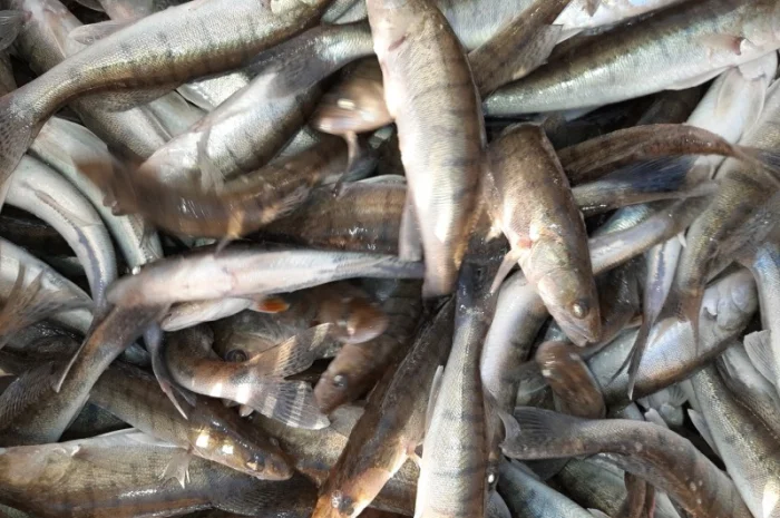 Рыба белый амур и другие виды в продаже- фото № 7