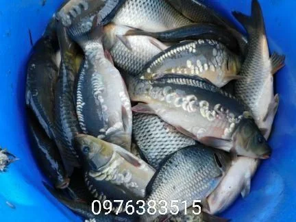 Продается карп и другая товарная рыба- фото № 1