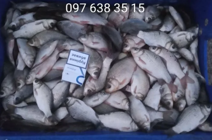 Продается карп и другая товарная рыба- фото № 5