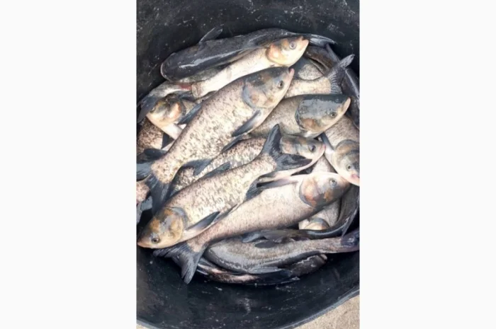 Зарибок коропа и товстолоба в продаже- фото № 2